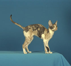 Cornish Rex